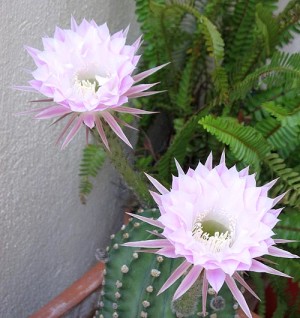 beautiful cactus flower