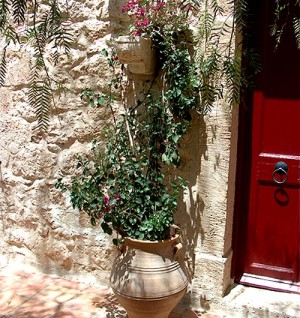 Plant in a jar at the house front door